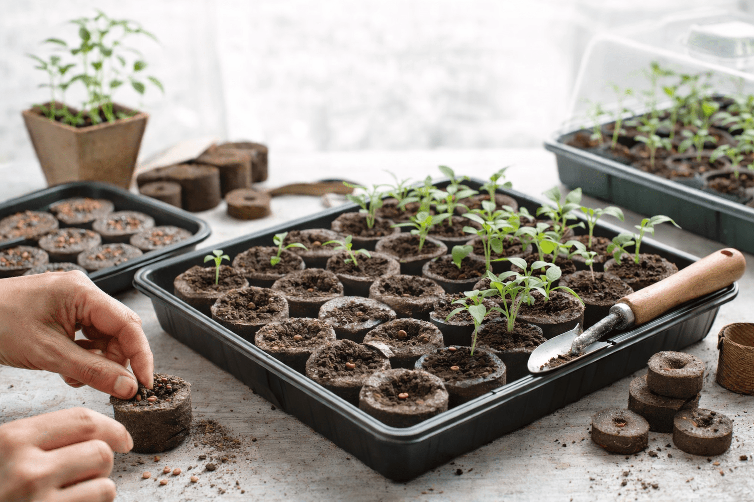 Seed Starting & Propagation - Garden Supply