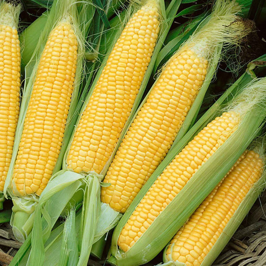Fresh yellow sweet corn ears growing on the stalk with green husks and silk in a garden setting